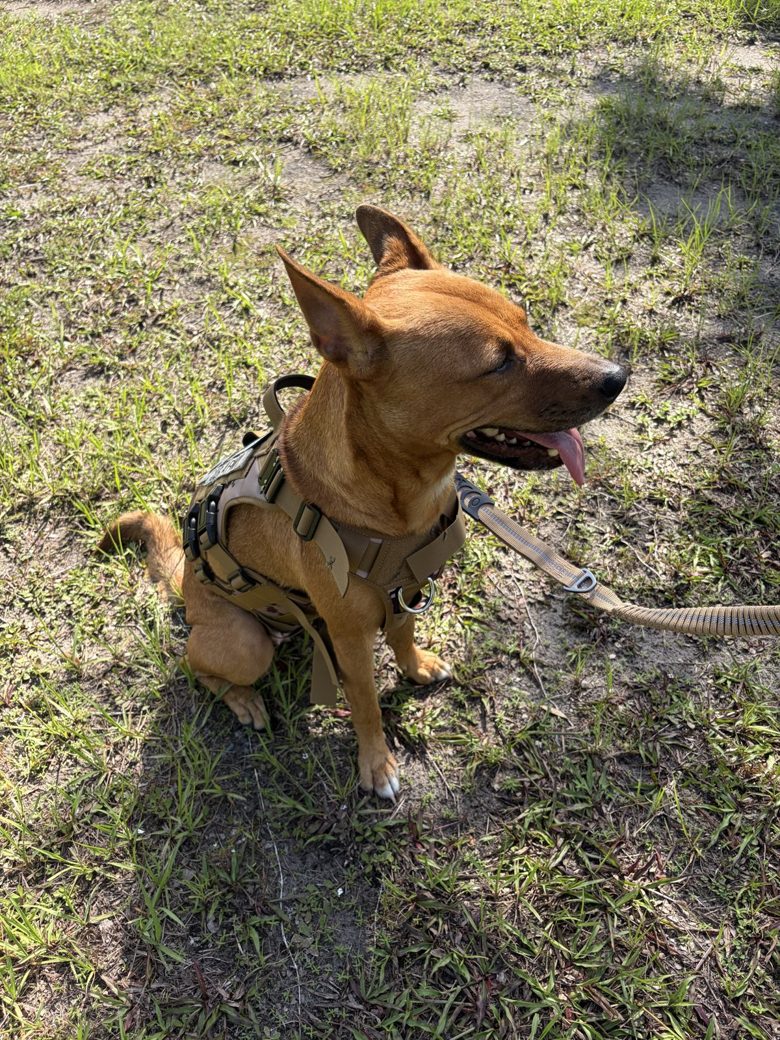 Liberty sitting outdoors on the grass in her service-dog harness.