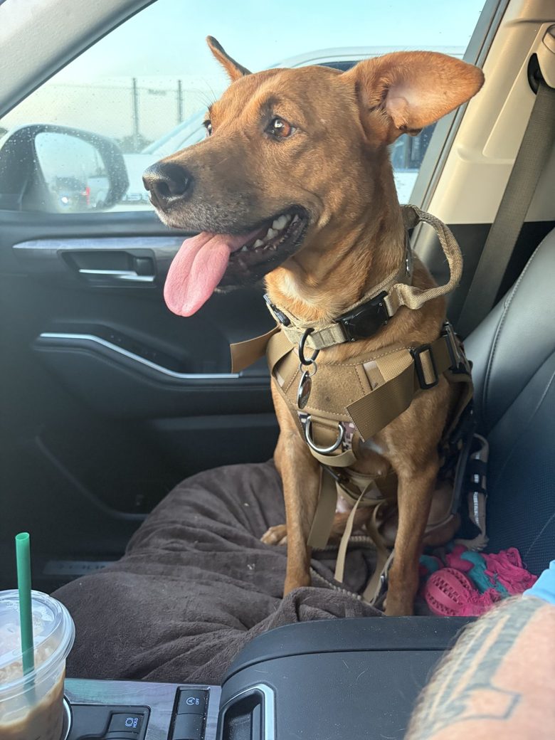 Liberty sitting in the passenger seat, ears perked and wearing her tan harness.